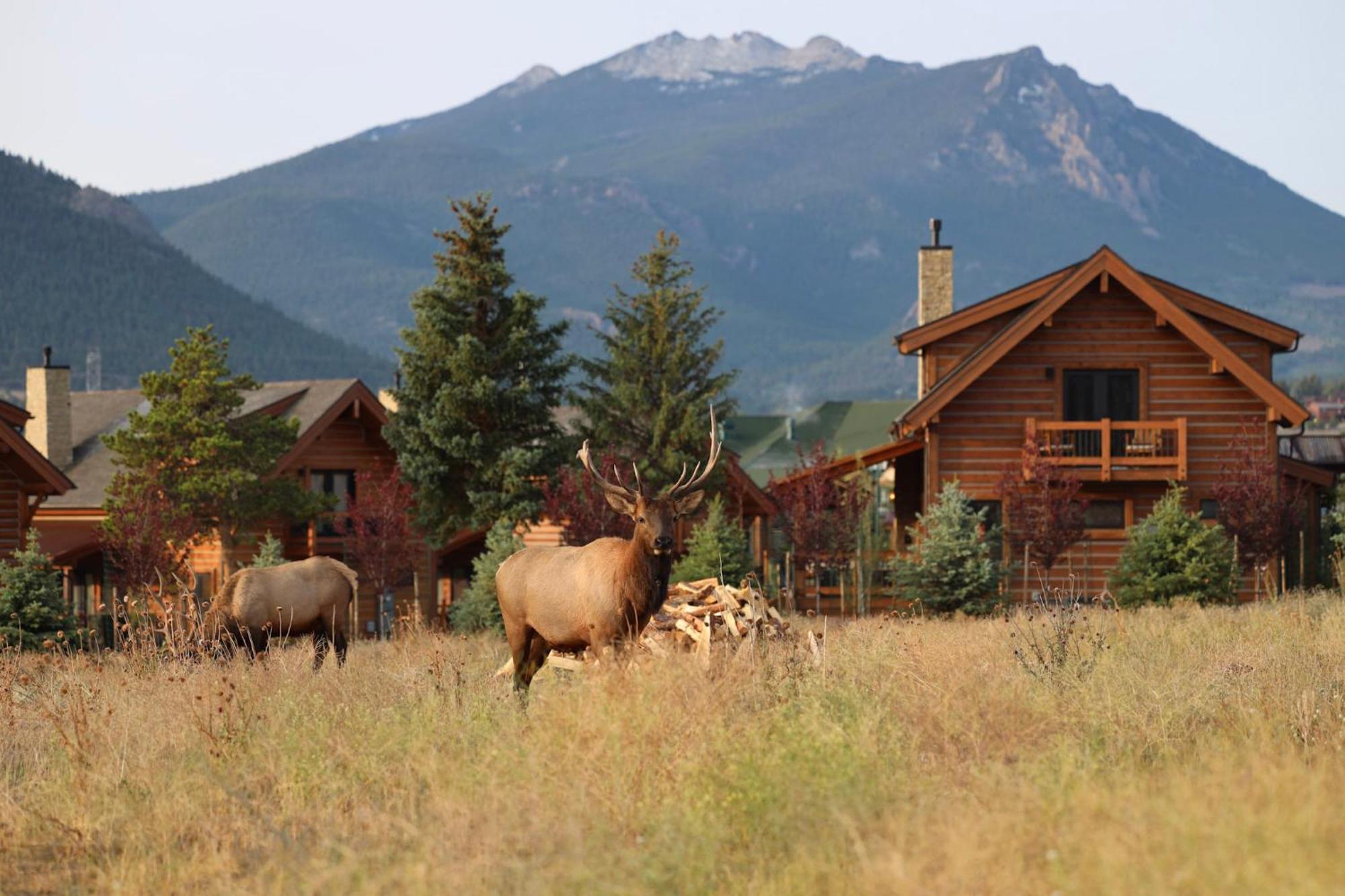 Chic Retreat Indoor Outdoor Fireplace, Private Jacuzzi, Great Location! Estes Park Exteriör bild